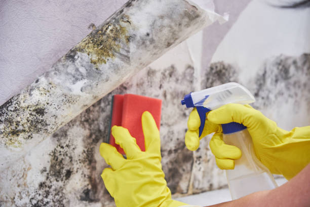 Best Mold Remediation for Healthcare Facilities  in Roslyn Estates, NY